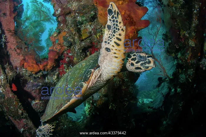 : Hawksbill Turtle : Hawksbill Turtle