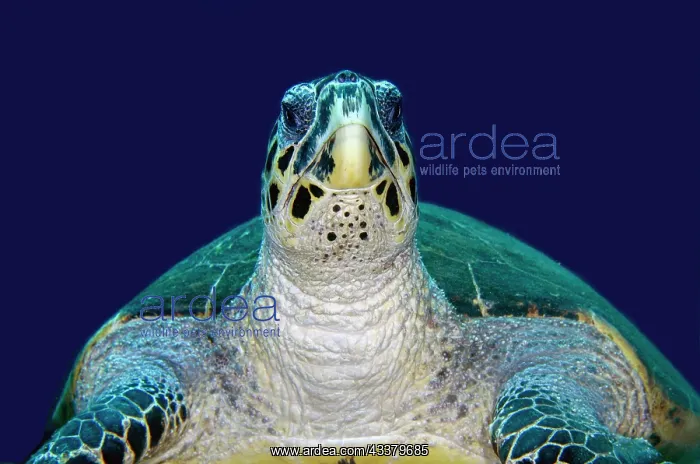 : Hawksbill Turtle : Hawksbill Turtle