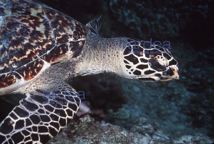 : HAWKSBILL TURTLE, CLOSE UP : HAWKSBILL TURTLE, CLOSE UP