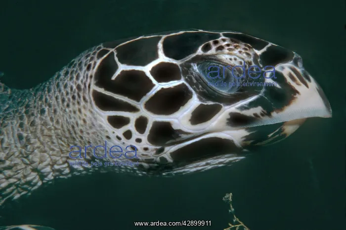 : Hawksbill Turtle - Close head shot of Turtle : Hawksbill Turtle - Close head shot of Turtle