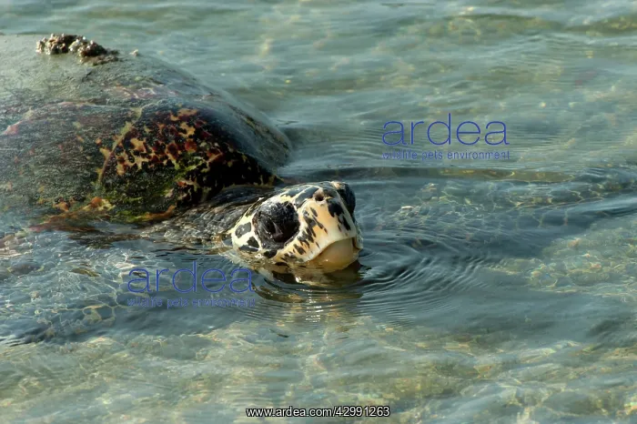 : Hawksbill Turtle - coming ashore to lay on Crab Island : Hawksbill Turtle - coming ashore to lay on Crab Island