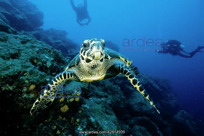: Hawksbill Turtle - Critically endangered Galapagos Islands U : Hawksbill Turtle - Critically endangered Galapagos Islands U