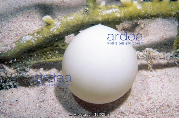 : Hawksbill Turtle Egg : Hawksbill Turtle Egg