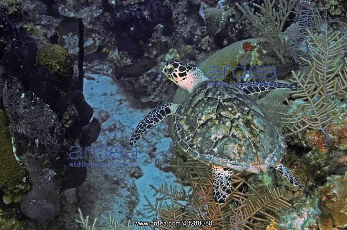 : Hawksbill Turtle (Eremochelys imbricata). The richly : Hawksbill Turtle (Eremochelys imbricata). The richly