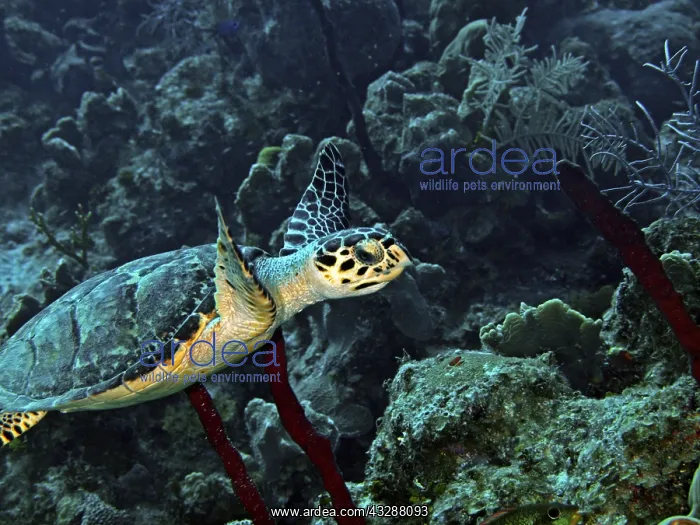 : Hawksbill Turtle (Eremochelys imbricata). The richly : Hawksbill Turtle (Eremochelys imbricata). The richly