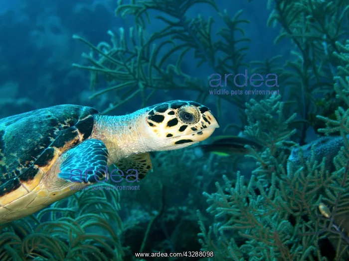 : Hawksbill Turtle (Eremochelys imbricata). The richly : Hawksbill Turtle (Eremochelys imbricata). The richly