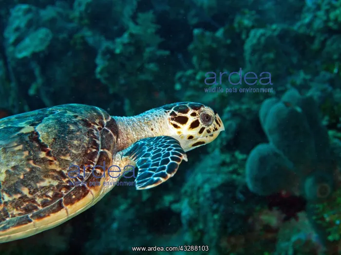 : Hawksbill Turtle (Eremochelys imbricata). The richly : Hawksbill Turtle (Eremochelys imbricata). The richly