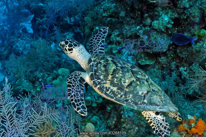  : Hawksbill Turtle (Eremochelys imbricata). The richly