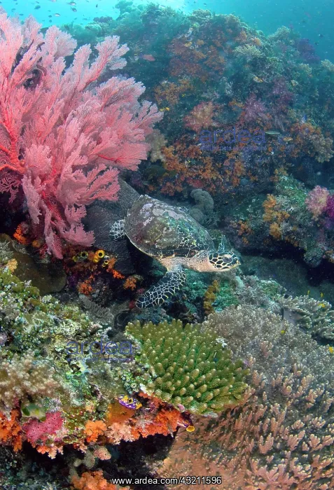 : Hawksbill turtle (Eretmochelys imbricata) : Hawksbill turtle (Eretmochelys imbricata)