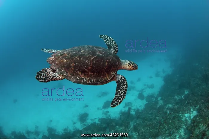: Hawksbill Turtle (Eretmochelys imbricata) : Hawksbill Turtle (Eretmochelys imbricata)