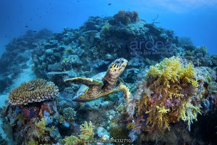 : Hawksbill turtle (Eretmochelys imbricata) in the : Hawksbill turtle (Eretmochelys imbricata) in the