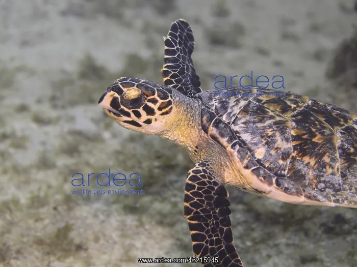 : A Hawksbill Turtle (Eretmochelys imbricata) in Palm : A Hawksbill Turtle (Eretmochelys imbricata) in Palm