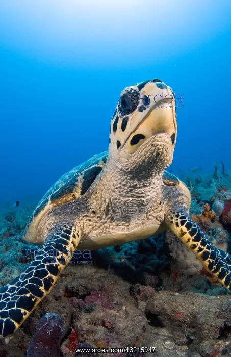 : Hawksbill turtle (Eretmochelys imbricata) in Papua : Hawksbill turtle (Eretmochelys imbricata) in Papua