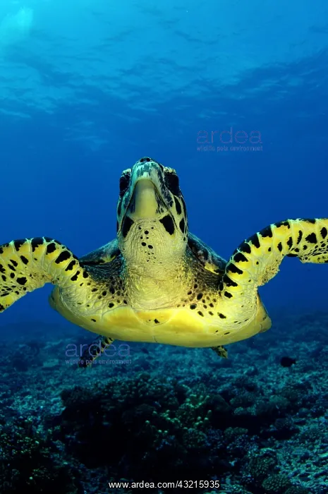 : A hawksbill turtle (Eretmochelys imbricata) photographed : A hawksbill turtle (Eretmochelys imbricata) photographed