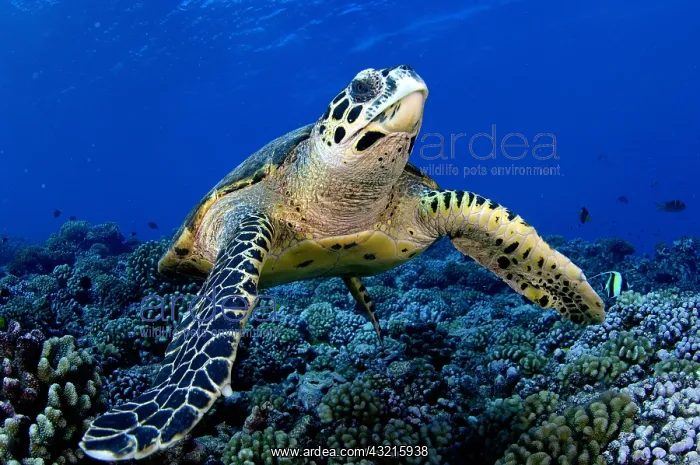 : A Hawksbill Turtle (Eretmochelys imbricata) in Rangiroa : A Hawksbill Turtle (Eretmochelys imbricata) in Rangiroa