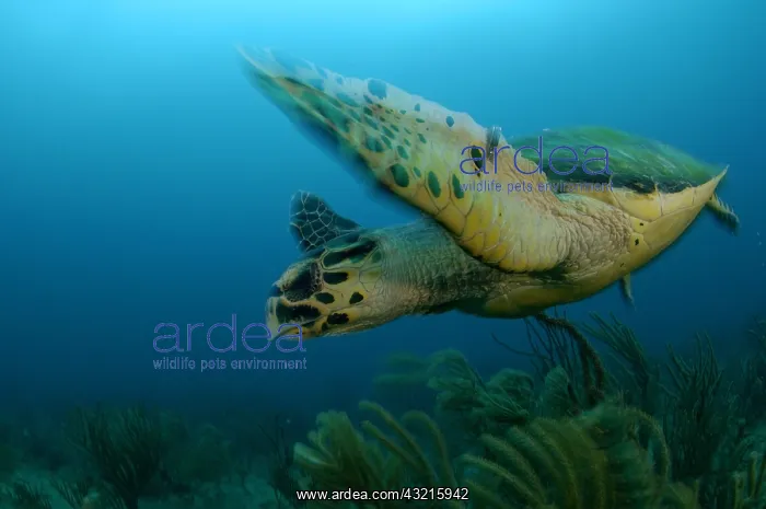 : A Hawksbill Turtle (Eretmochelys imbricata) in Rangiroa : A Hawksbill Turtle (Eretmochelys imbricata) in Rangiroa