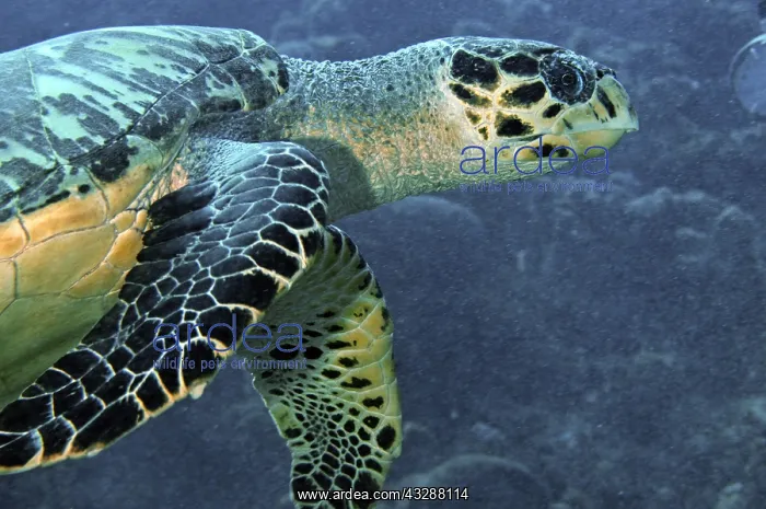 : Hawksbill Turtle (Eretmochelys imbricata). The richly : Hawksbill Turtle (Eretmochelys imbricata). The richly