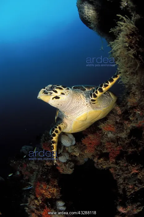 : Hawksbill Turtle (Eretmochelys imbricata). The richly : Hawksbill Turtle (Eretmochelys imbricata). The richly