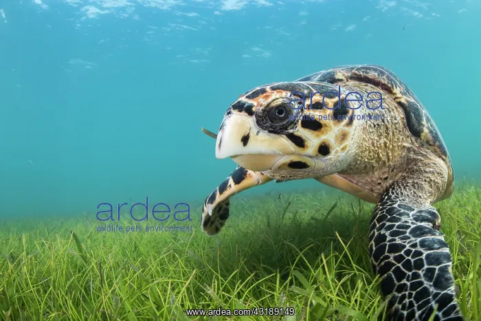 : Hawksbill Turtle (Eretmochelys imbricata) on sea : Hawksbill Turtle (Eretmochelys imbricata) on sea