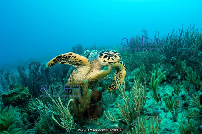  : Hawksbill Turtle (Eretmochelys imbricata) with sponges