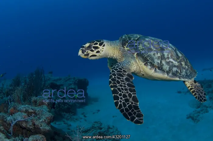 : Hawksbill turtle, Eretmochelys imbricata, swimming : Hawksbill turtle, Eretmochelys imbricata, swimming