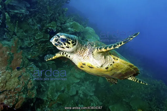 : Hawksbill turtle (Eretmochelys imbrikata) swimming : Hawksbill turtle (Eretmochelys imbrikata) swimming