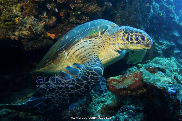 : Hawksbill turtle, Eretomochelys imbricata : Hawksbill turtle, Eretomochelys imbricata