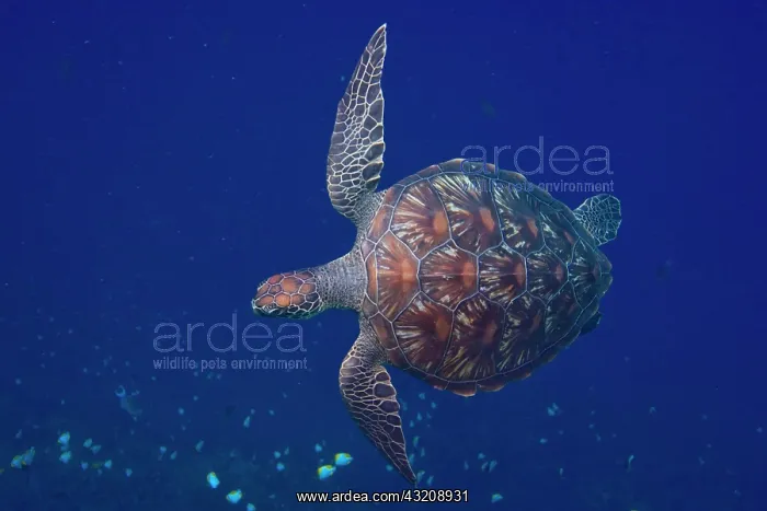 : Hawksbill turtle, Eretomochelys imbricata : Hawksbill turtle, Eretomochelys imbricata