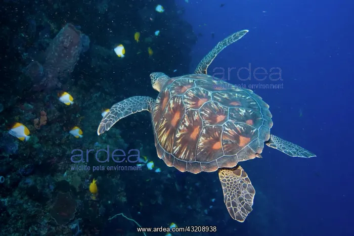 : Hawksbill turtle, Eretomochelys imbricata : Hawksbill turtle, Eretomochelys imbricata