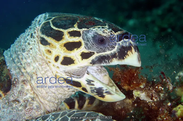 : Hawksbill Turtle feeding : Hawksbill Turtle feeding