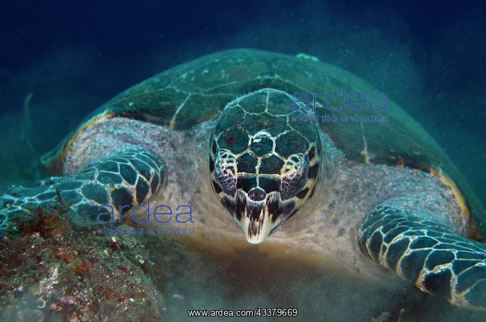 : Hawksbill Turtle feeding : Hawksbill Turtle feeding