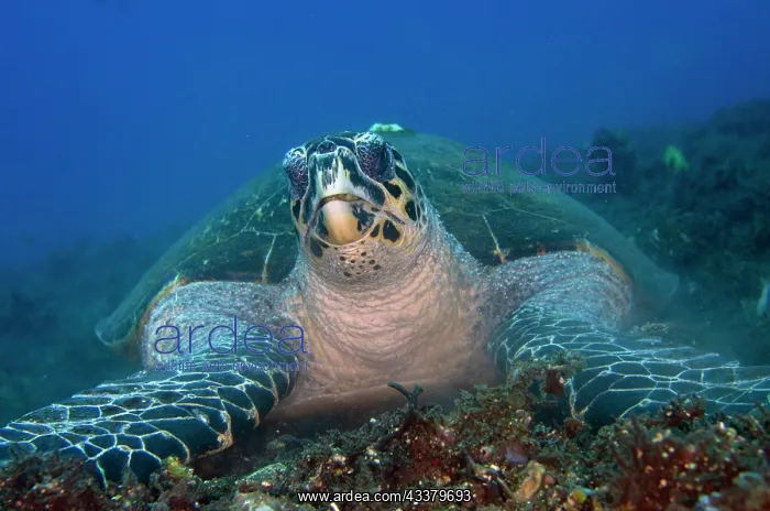 : Hawksbill Turtle feeding : Hawksbill Turtle feeding