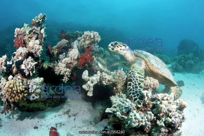 : Hawksbill Turtle - feeding on soft coral : Hawksbill Turtle - feeding on soft coral
