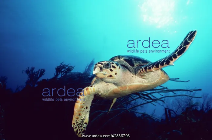 : Hawksbill TURTLE - front-view, one flipper up : Hawksbill TURTLE - front-view, one flipper up