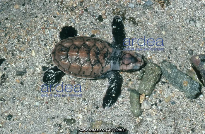 : Hawksbill Turtle Hatchling : Hawksbill Turtle Hatchling