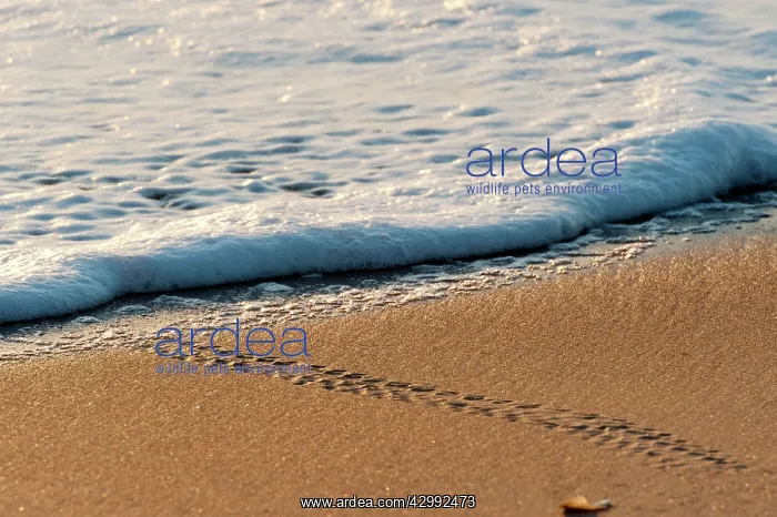 : Hawksbill Turtle - hatchling tracks : Hawksbill Turtle - hatchling tracks