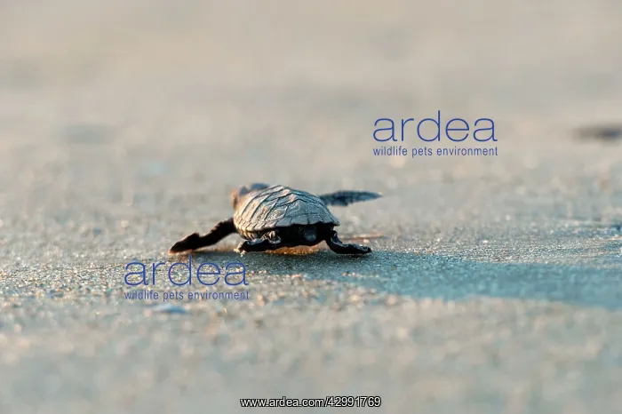 : Hawksbill Turtle - hatchlings : Hawksbill Turtle - hatchlings