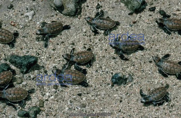 : Hawksbill Turtle Hatchlings : Hawksbill Turtle Hatchlings