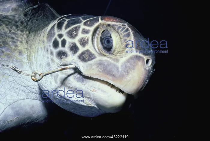 : Hawksbill Turtle hooked on line : Hawksbill Turtle hooked on line