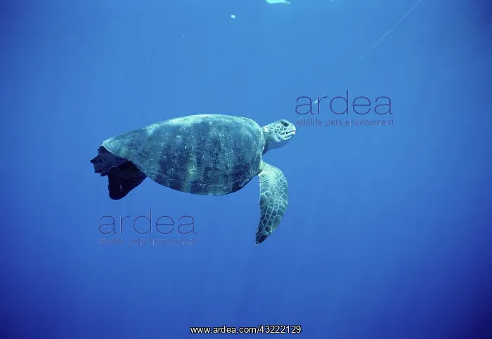 : Hawksbill Turtle hooked on line : Hawksbill Turtle hooked on line