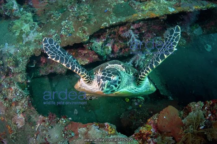 : Hawksbill Turtle inside wreck : Hawksbill Turtle inside wreck