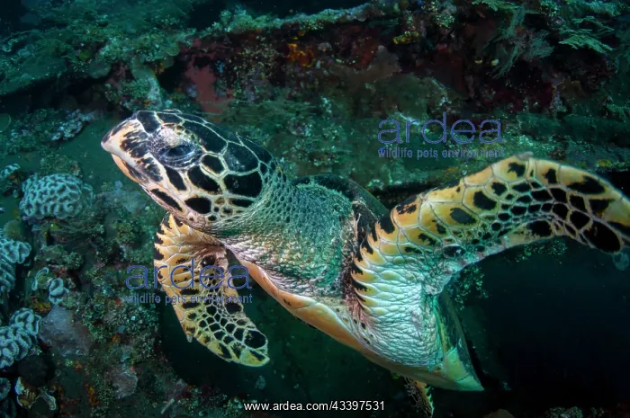 : Hawksbill Turtle inside wreck : Hawksbill Turtle inside wreck