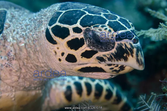 : Hawksbill Turtle - Jemeluk dive site, Amed, Bali : Hawksbill Turtle - Jemeluk dive site, Amed, Bali