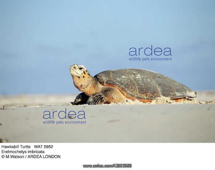 : Hawksbill Turtle - lies on sand : Hawksbill Turtle - lies on sand