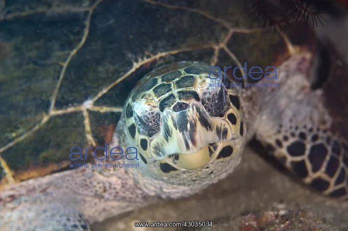 : Hawksbill Turtle - Pyramids dive site, Amed : Hawksbill Turtle - Pyramids dive site, Amed