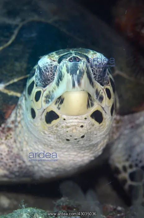 : Hawksbill Turtle - Pyramids dive site, Amed : Hawksbill Turtle - Pyramids dive site, Amed