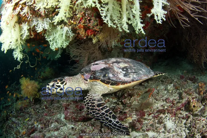 : Hawksbill Turtle - resting under the reef : Hawksbill Turtle - resting under the reef