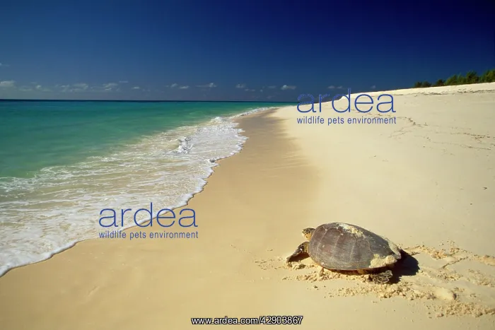 : HAWKSBILL TURTLE - BY SEA : HAWKSBILL TURTLE - BY SEA