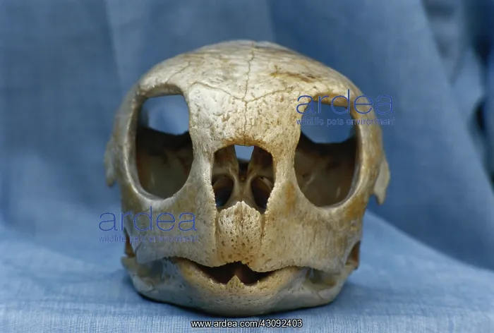 : Hawksbill Turtle skull : Hawksbill Turtle skull