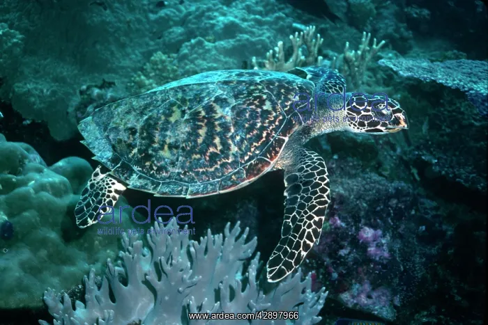 : Hawksbill Turtle - Small species of turtle, often : Hawksbill Turtle - Small species of turtle, often